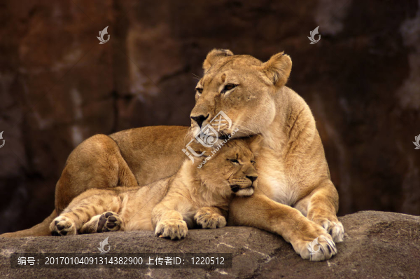 母獅和幼崽
