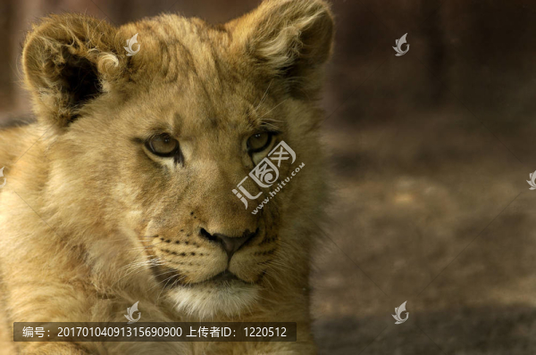 年輕的獅子-匯圖網(wǎng) www.fosd68.com 年輕的獅子