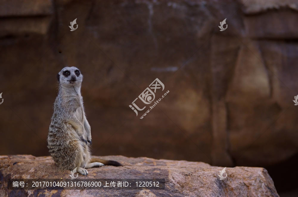 meercat