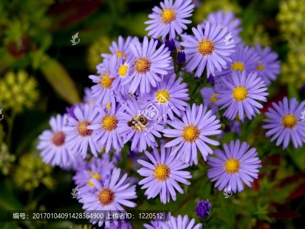 花與蜜蜂。