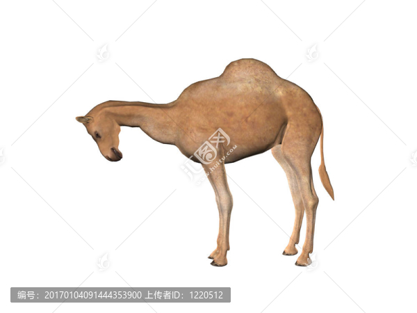 駱駝