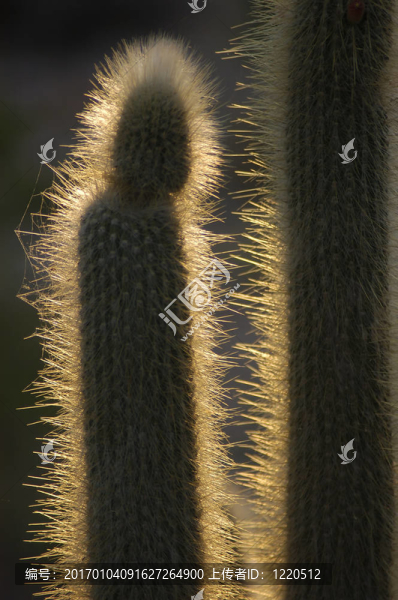 液晶的仙人掌-匯圖網(wǎng) www.fosd68.com 液晶的仙人掌