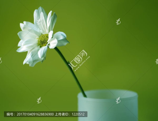 綠色的雛菊