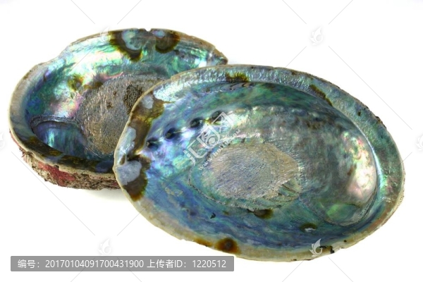 來自新西蘭的鮑魚貝紙