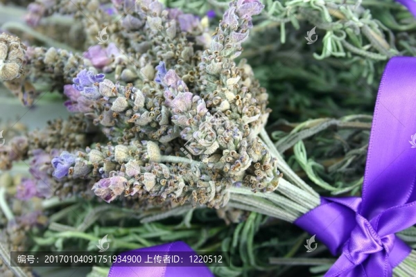 薰衣草的花
