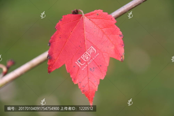紅楓葉