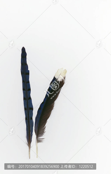 藍(lán)杰伊的羽毛