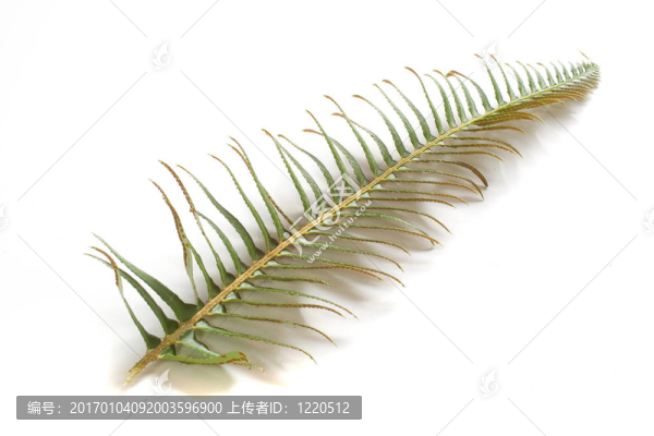 蕨類植物的葉子上的白色