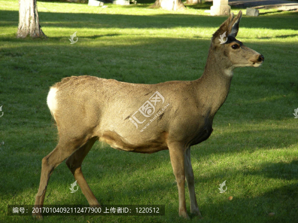 年輕的親愛的；簡(jiǎn)介