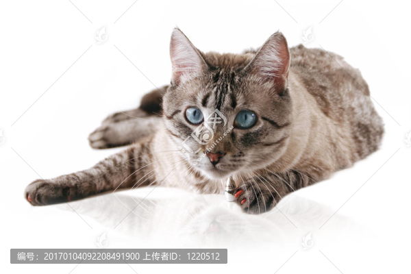 貓