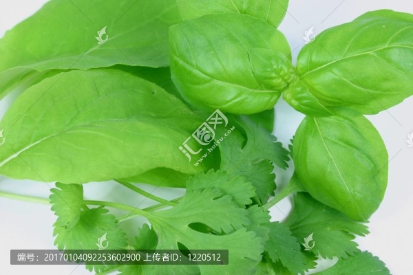 新鮮的香草特寫