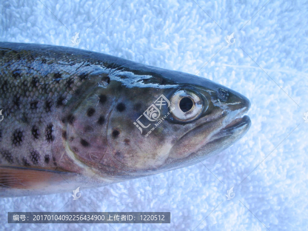 trout3