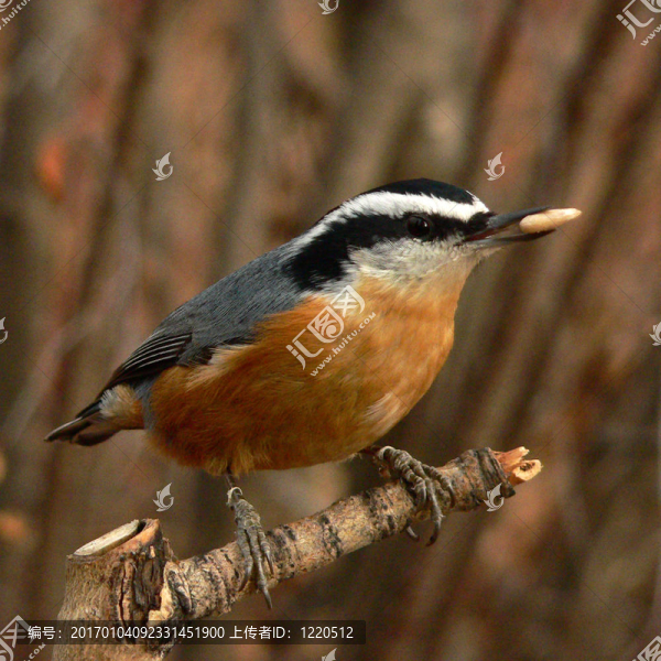 紅胸鳾