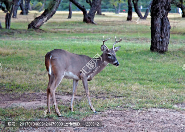 Young,Buck