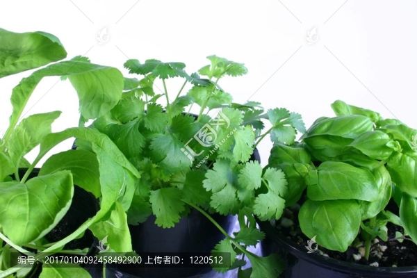 一湯匙新鮮香料