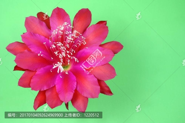 美麗的Pink,Flowe