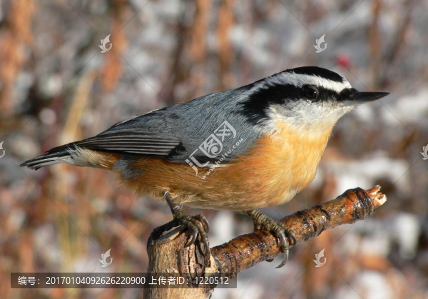 紅胸鳾