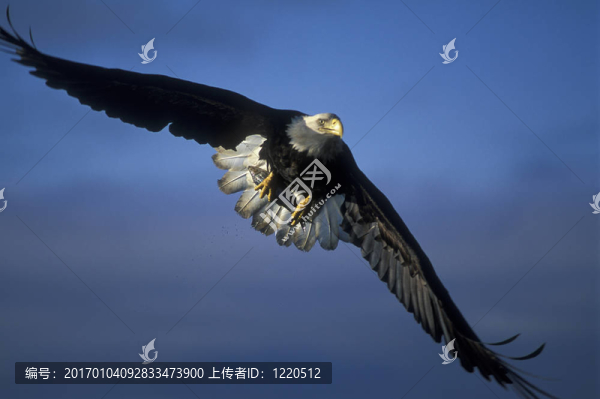 禿頭鷹
