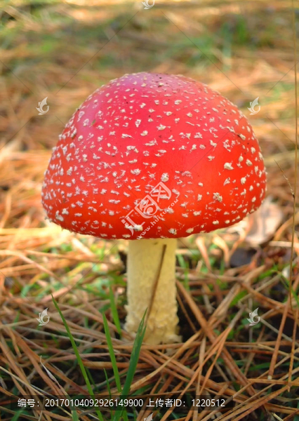 紅蘑菇