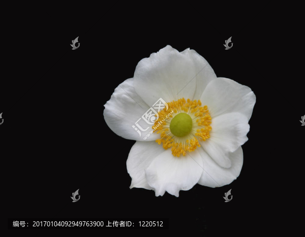 山茱萸