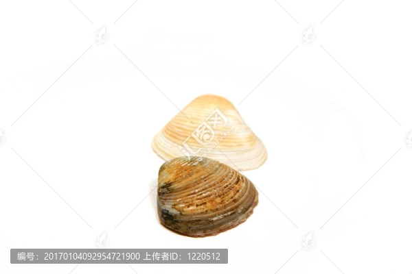 兩個貝殼并排