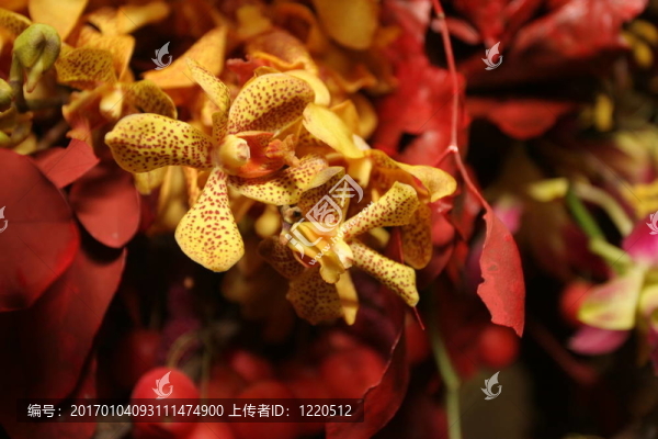 黃色的蘭花