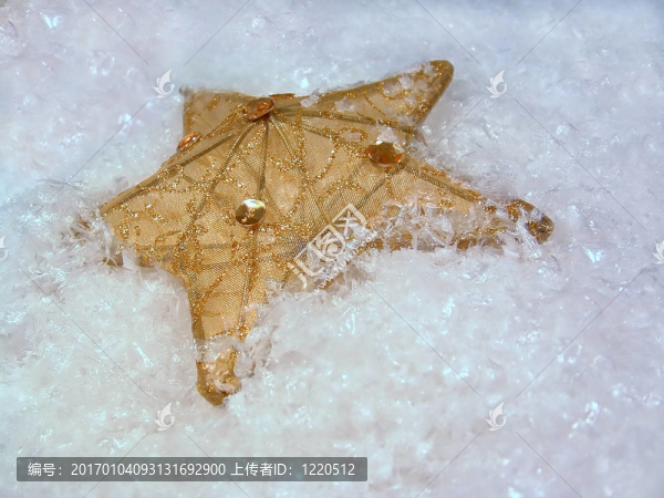 雪上的金星