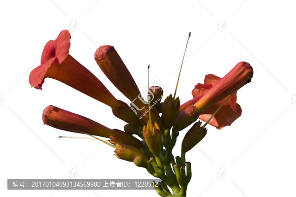 紅色的花