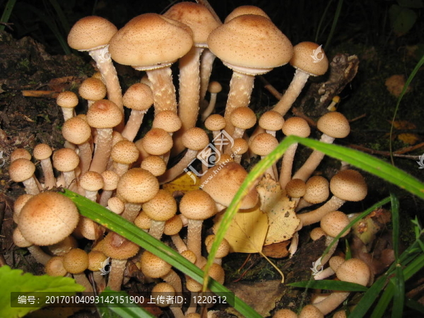 野生蘑菇