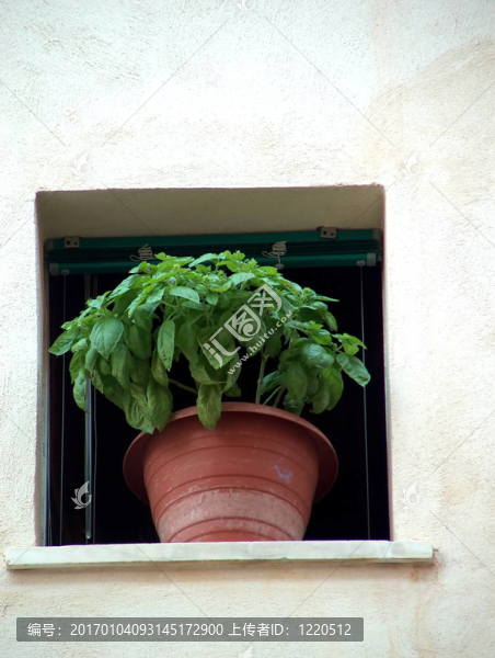 basil_window-匯圖網(wǎng) www.fosd68.com basil_window