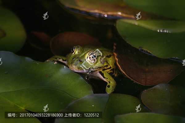 青蛙5
