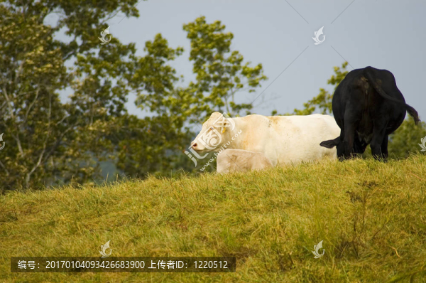 山上的牛