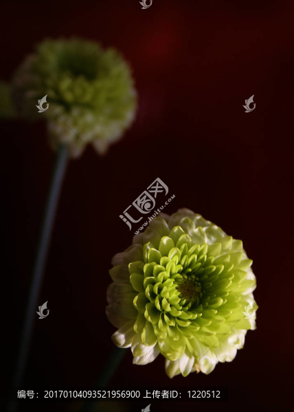 chartreause媽媽