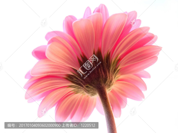 粉色非洲菊