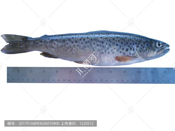 trout2