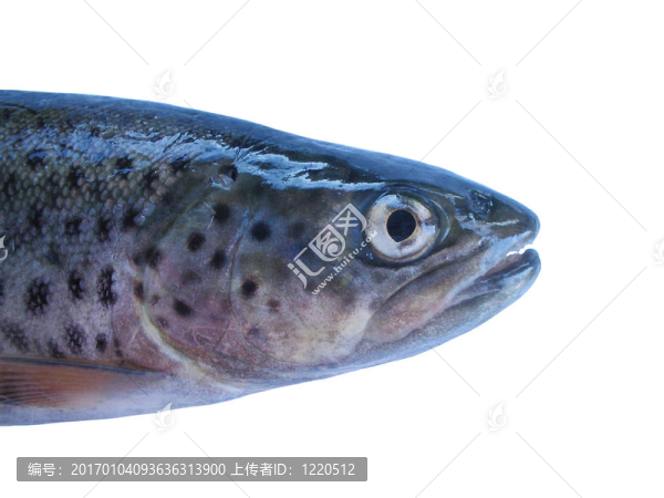 trout4