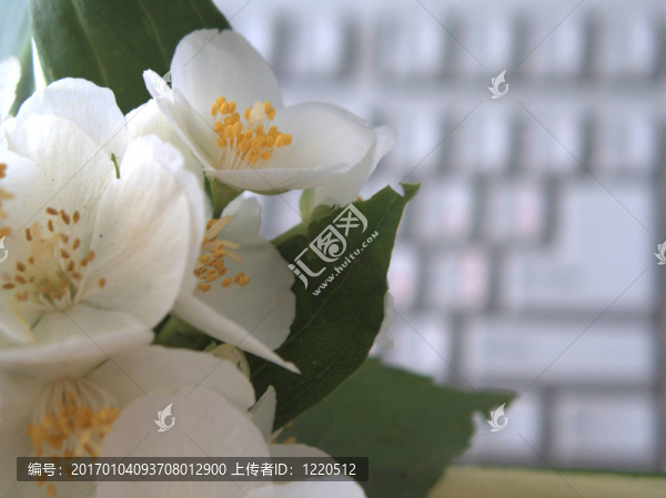 賈斯敏1
