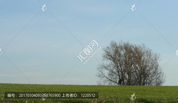 孤獨(dú)的樹(shù)