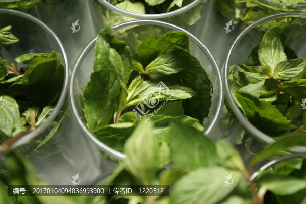 1263綠薄荷