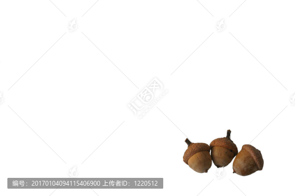 孤立的橡子