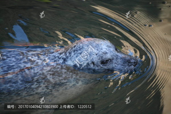 海獅
