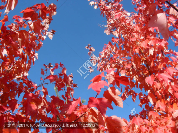 天空和紅色葉子的背景
