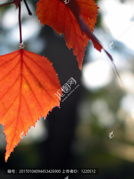 紅色的秋葉
