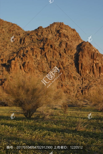 蒲公英的領(lǐng)域