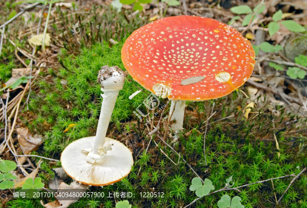 粉木耳