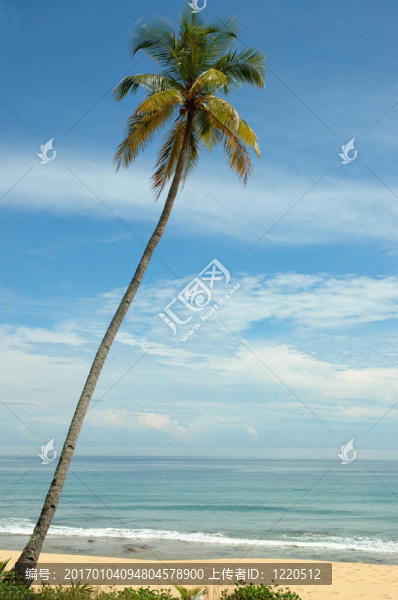 孤獨(dú)的樹