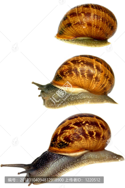 蝸牛一覺醒來