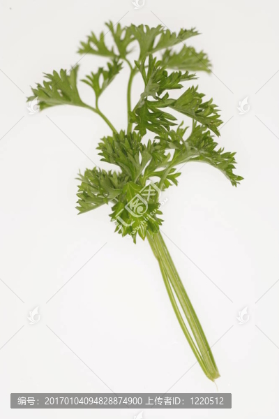西芹