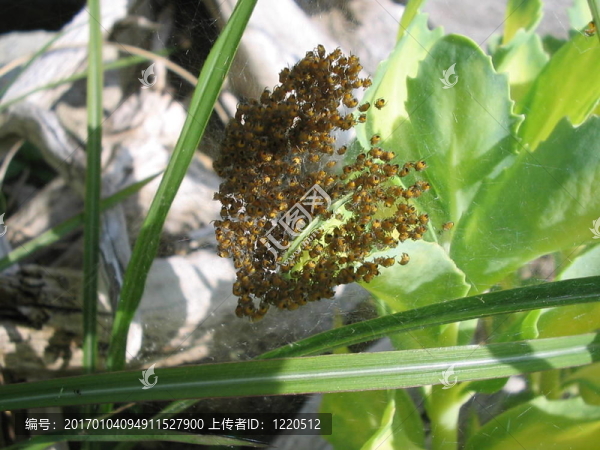 蜘蛛寶寶
