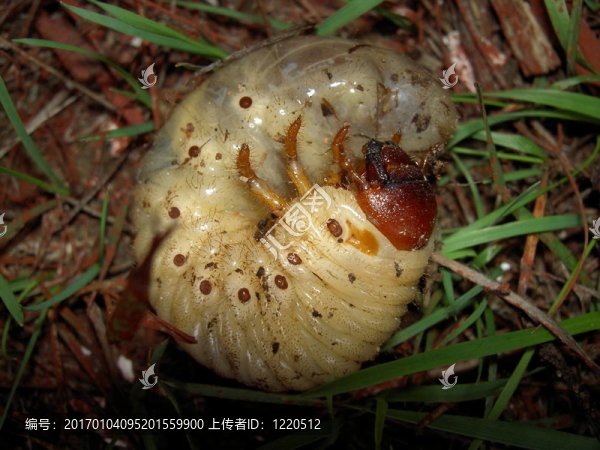 卡特彼勒